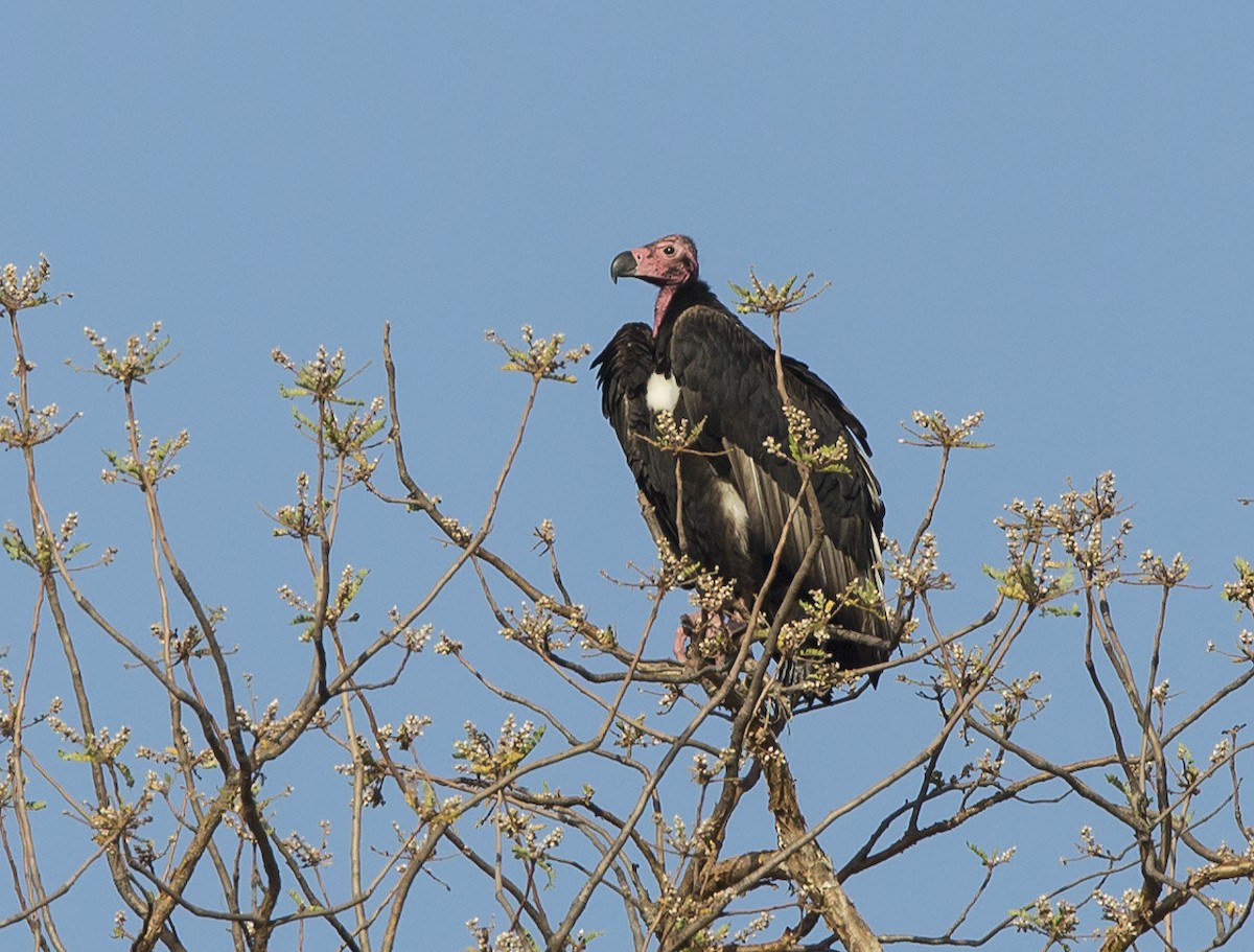 Red-headed Vulture - Marco Valentini