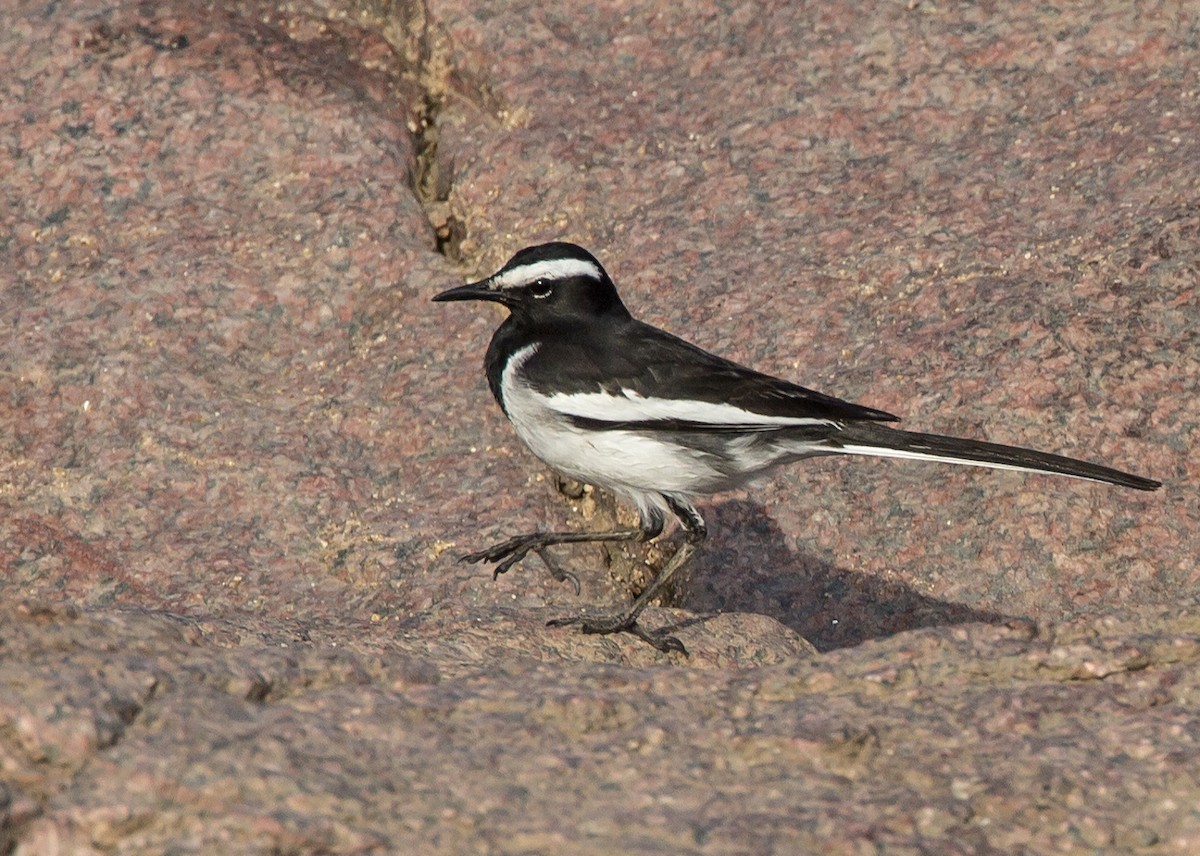 White-browed Wagtail - Marco Valentini