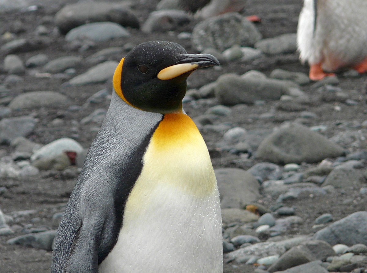 Королевский пингвин - ML204587371