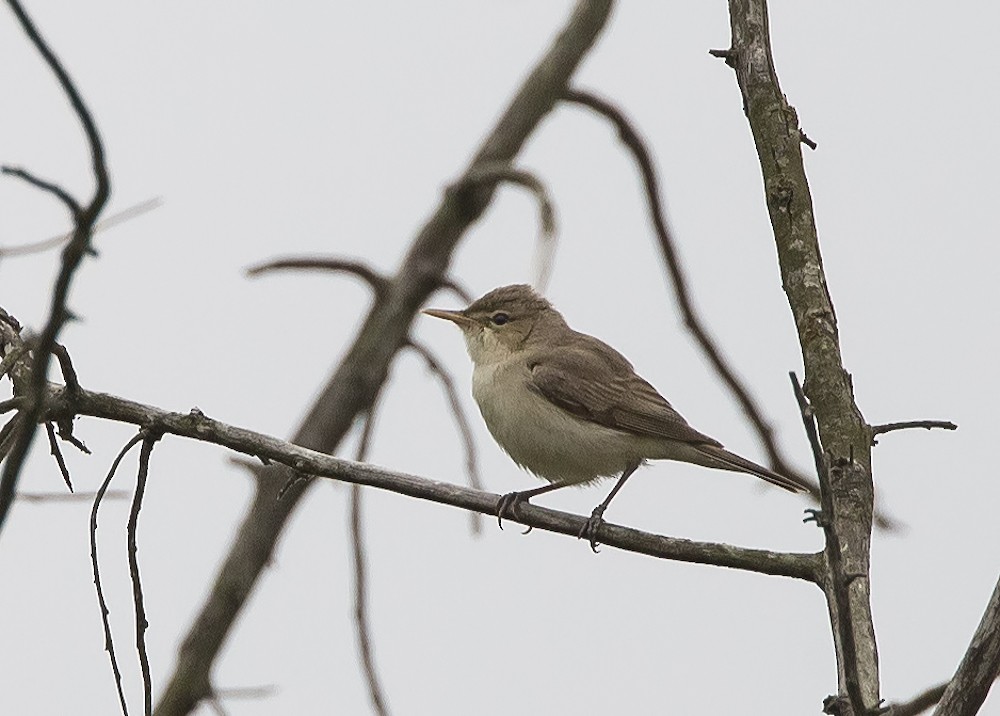 Eastern Olivaceous Warbler - Marco Valentini