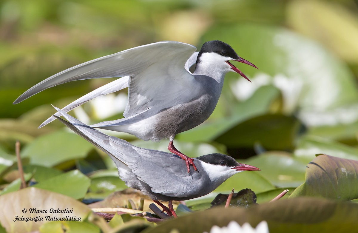 Whiskered Tern - Marco Valentini