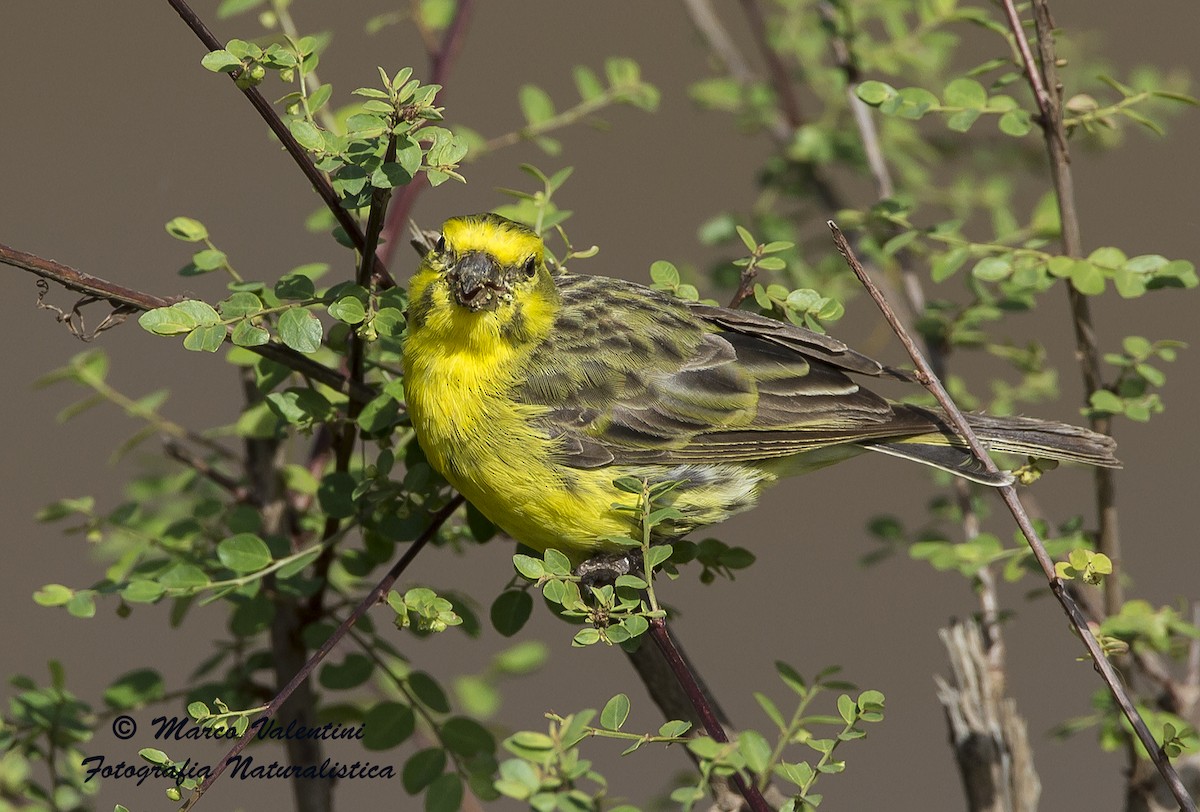 White-bellied Canary - Marco Valentini