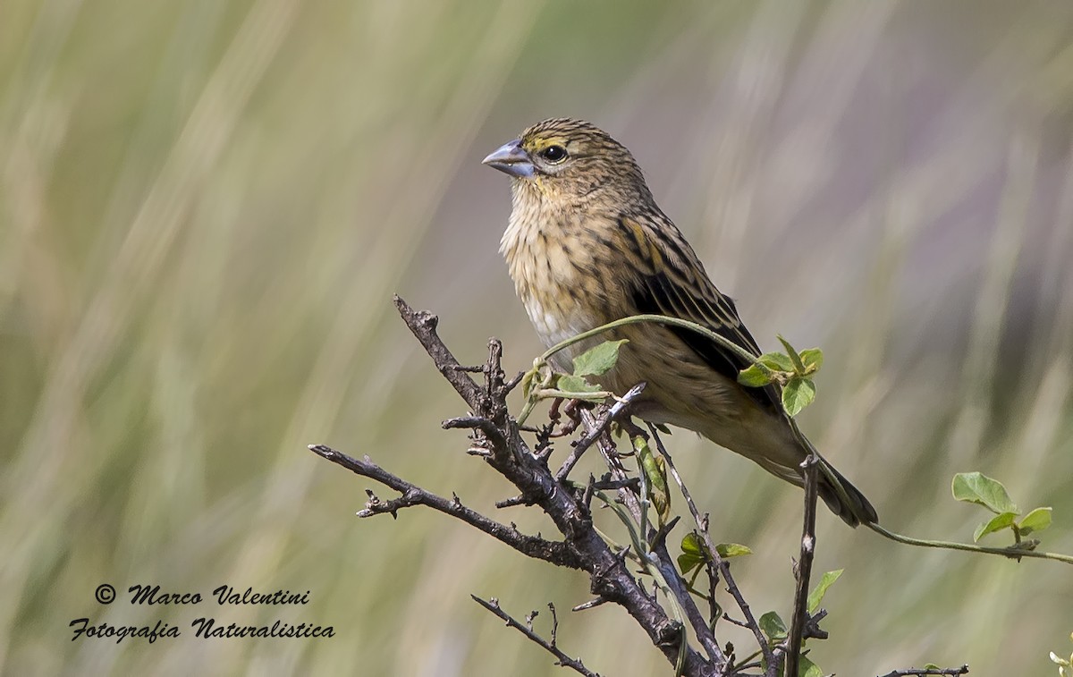Yellow-mantled Widowbird - Marco Valentini