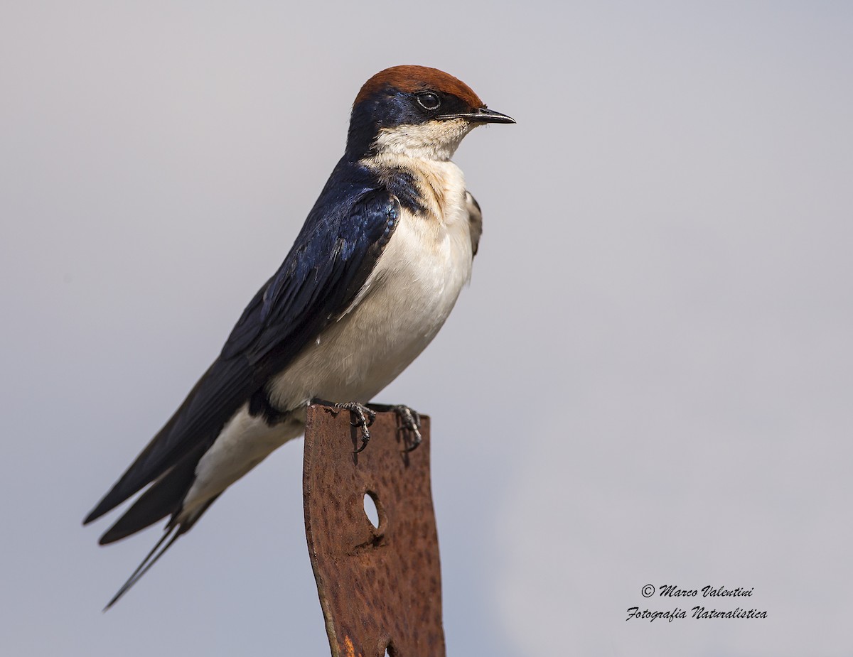 Wire-tailed Swallow - ML204587731