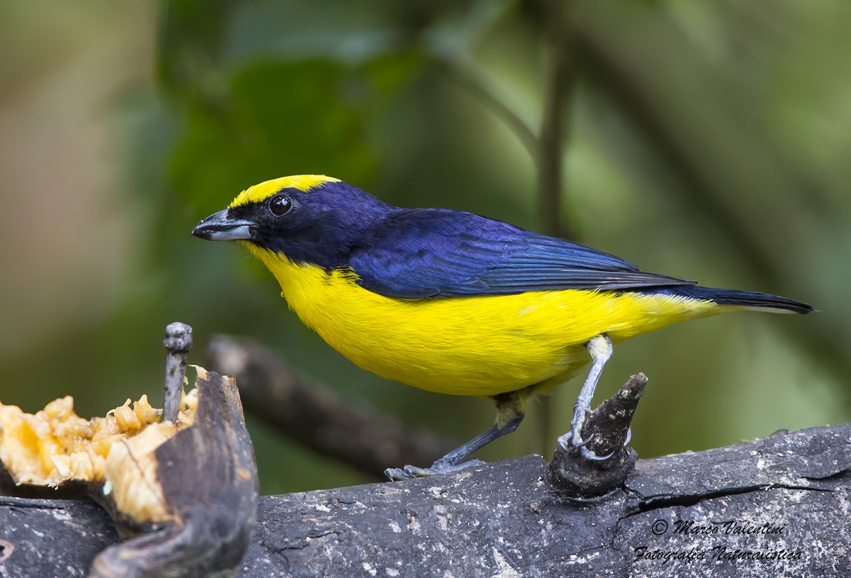 Thick-billed Euphonia - Marco Valentini