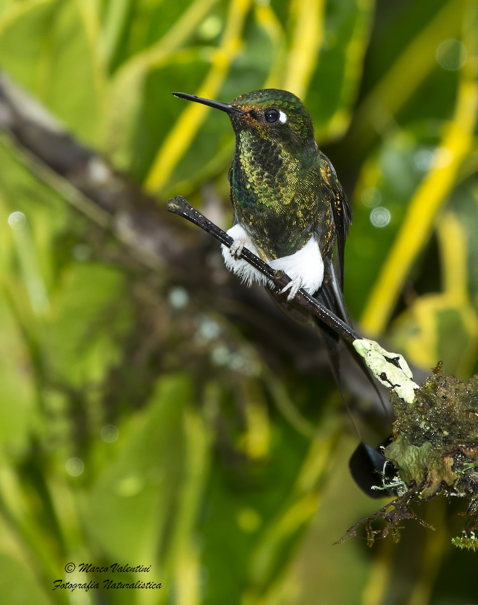 White-booted Racket-tail - Marco Valentini