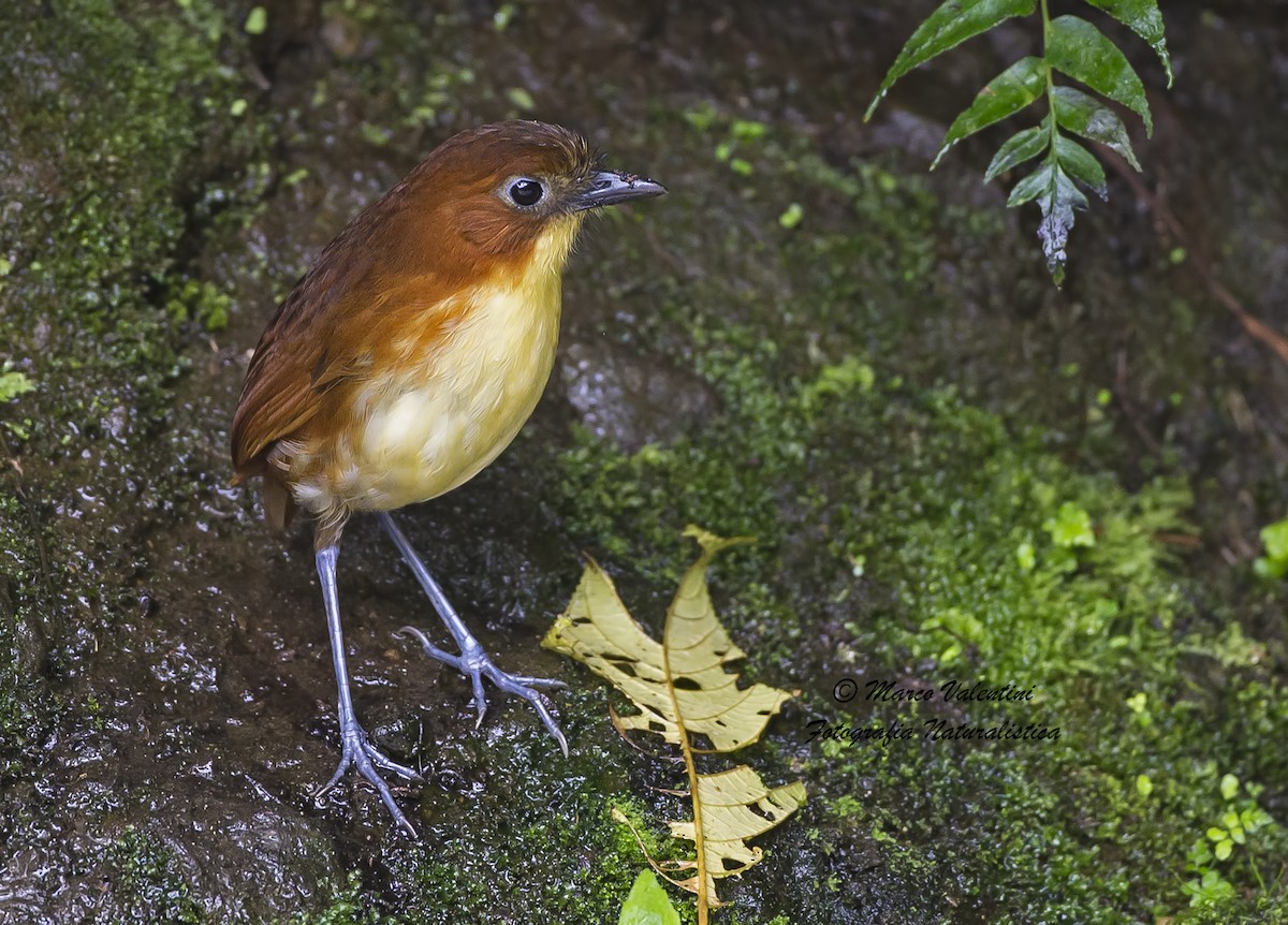 Yellow-breasted Antpitta - Marco Valentini