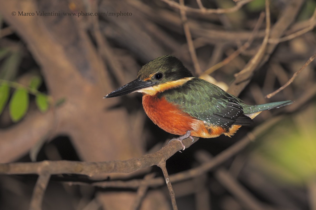 Green-and-rufous Kingfisher - Marco Valentini