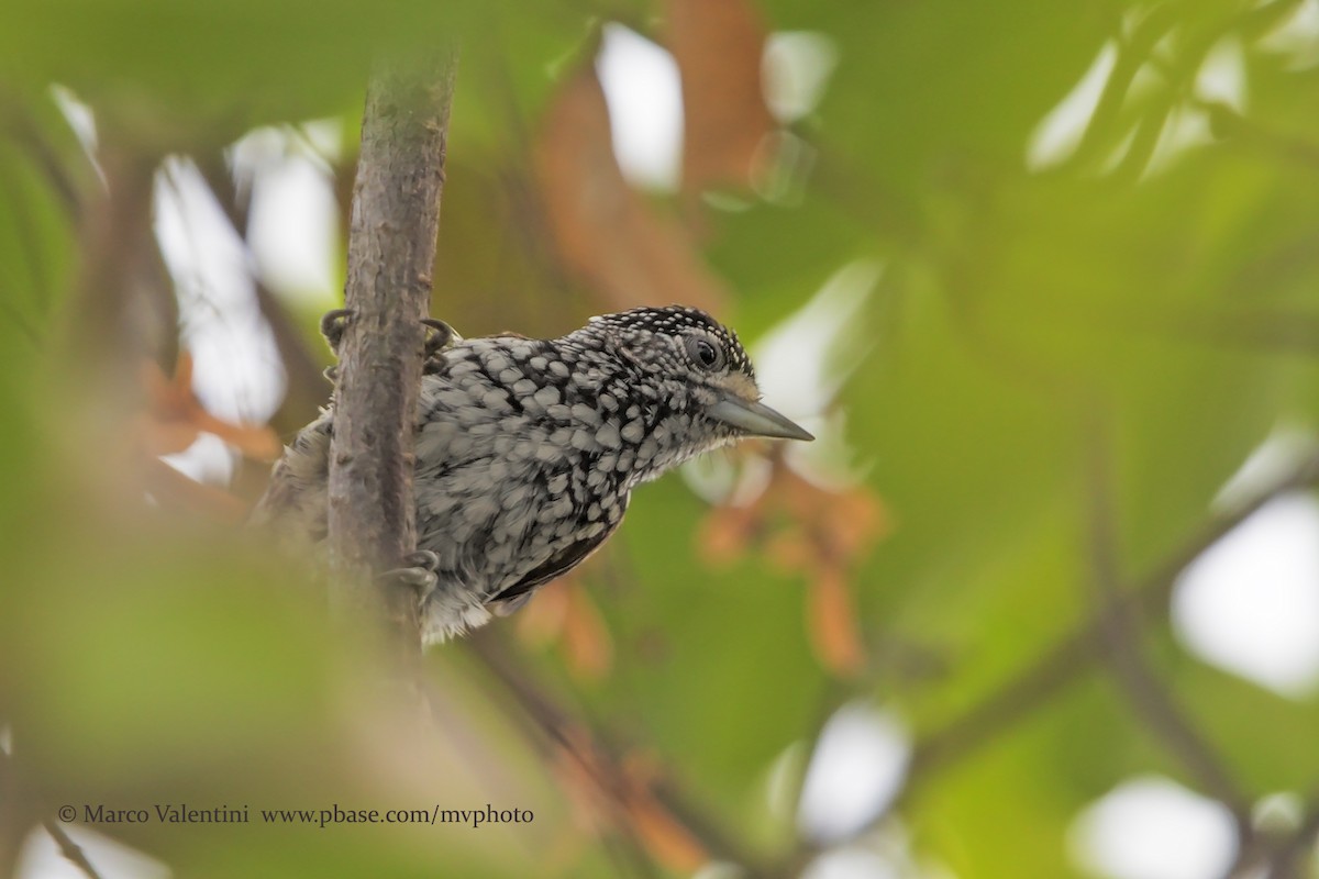 White-wedged Piculet - Marco Valentini