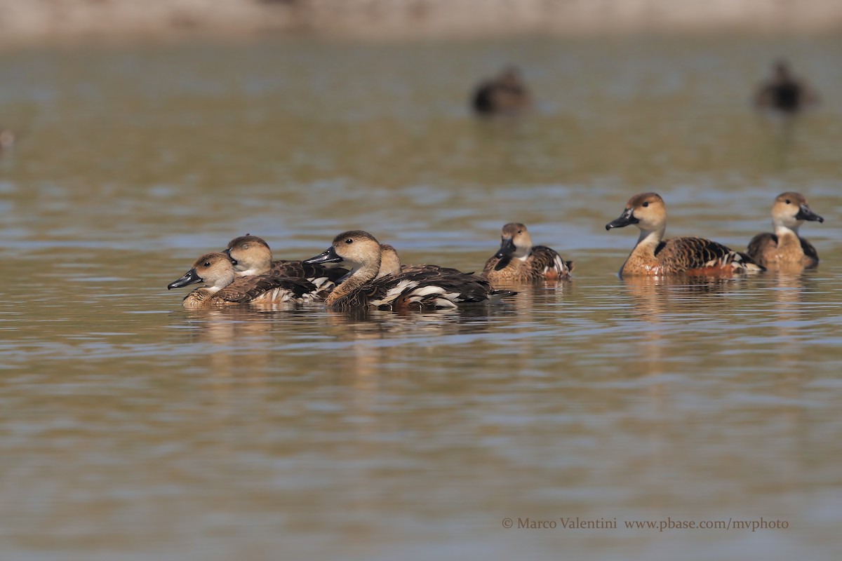 Wandering Whistling-Duck - Marco Valentini