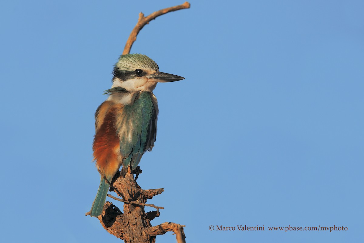 Red-backed Kingfisher - Marco Valentini
