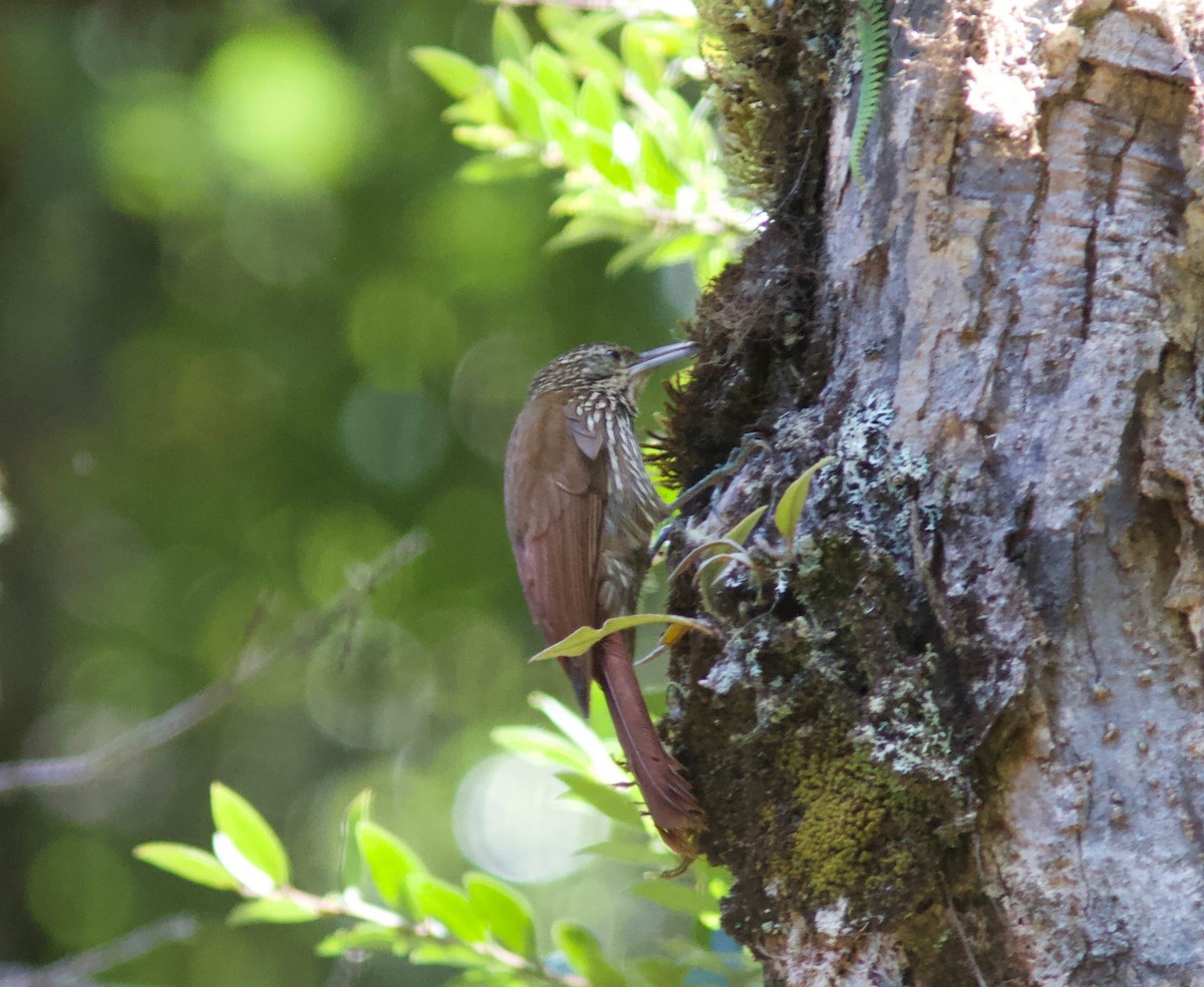 Spot-crowned Woodcreeper (Southern) - ML204588631