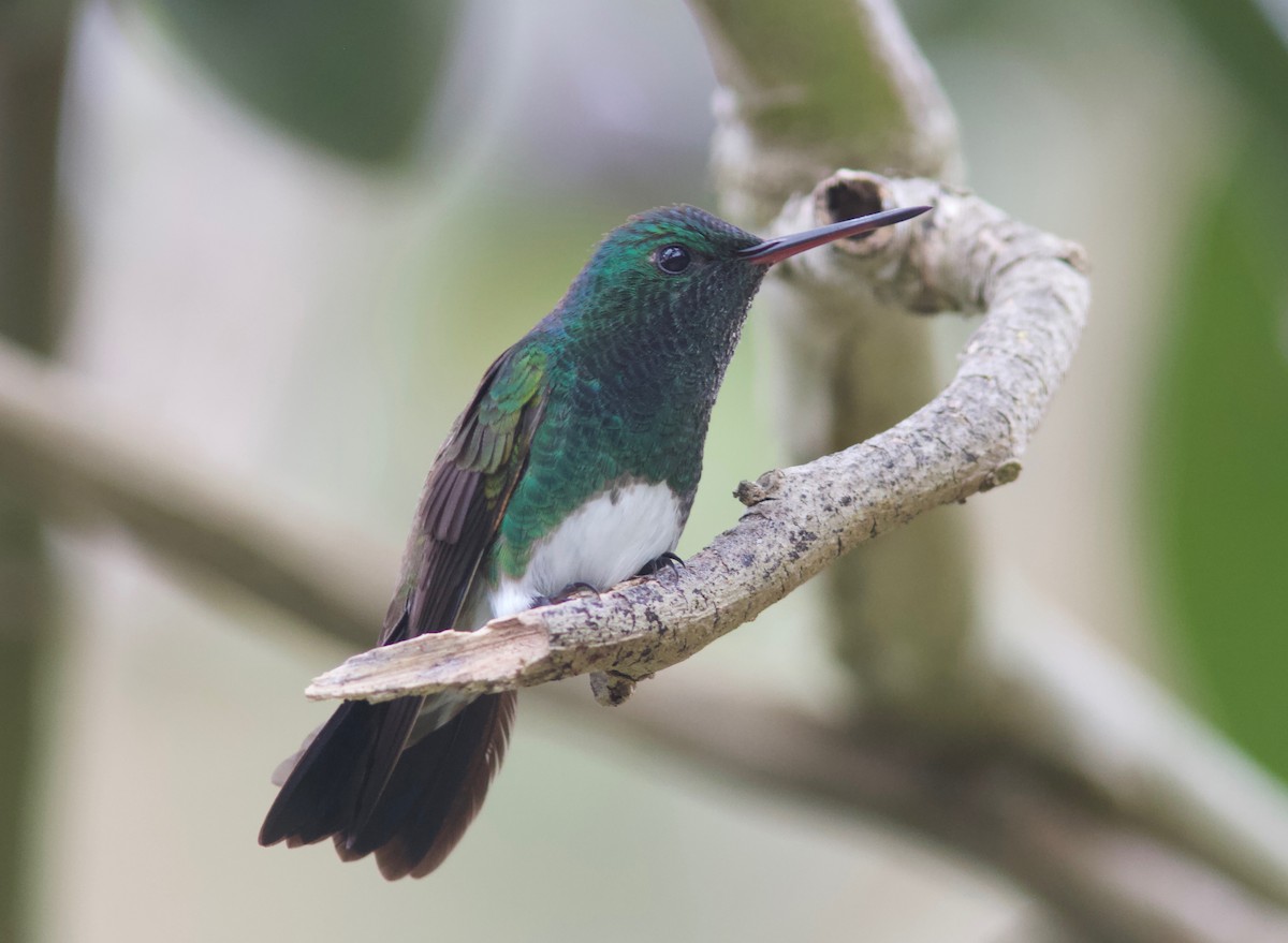 Snowy-bellied Hummingbird - Ken Havard