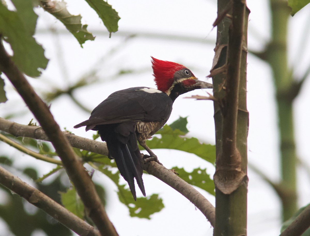 Lineated Woodpecker (Lineated) - Ken Havard