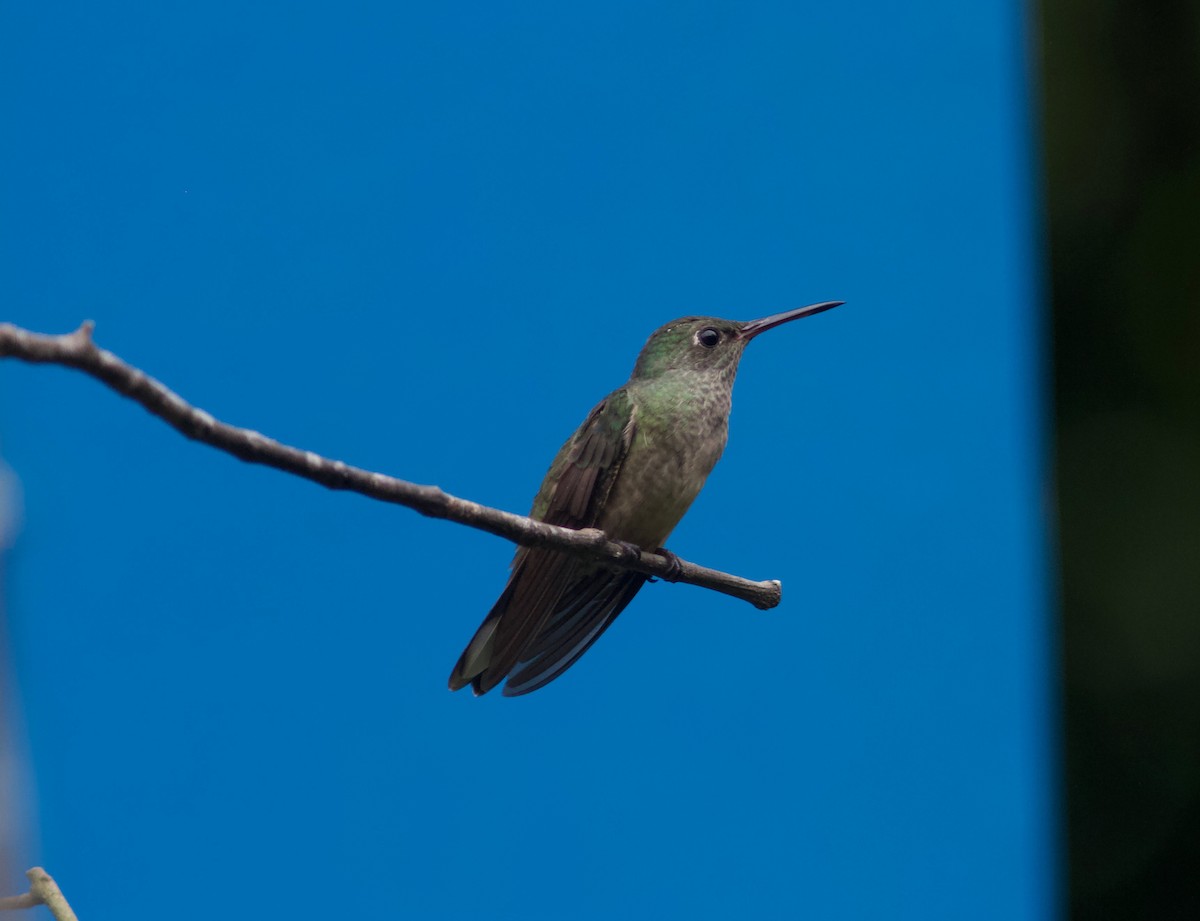 Scaly-breasted Hummingbird (Cuvier's) - ML204588901