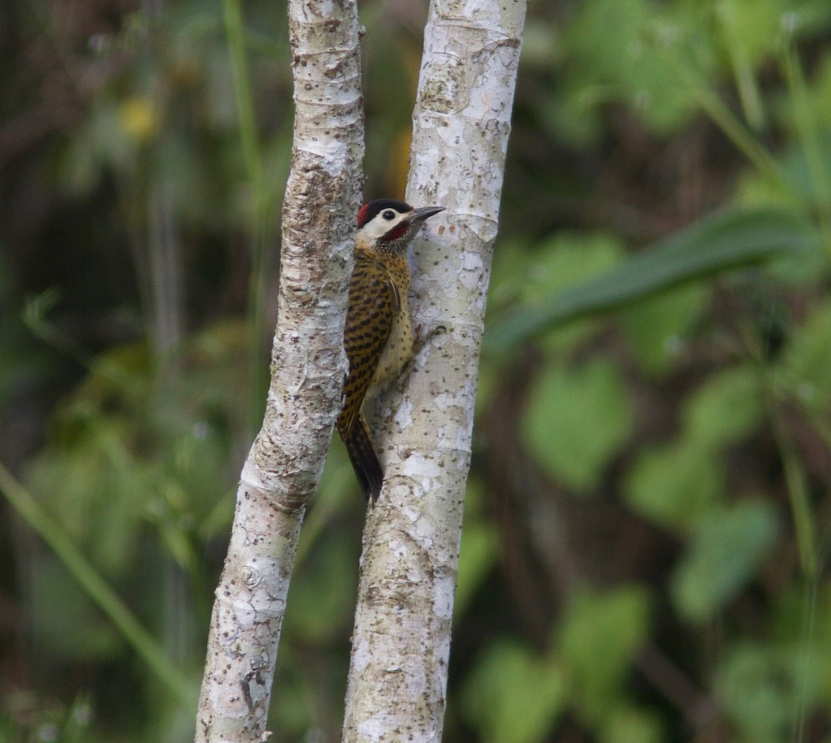 Spot-breasted Woodpecker - Ken Havard