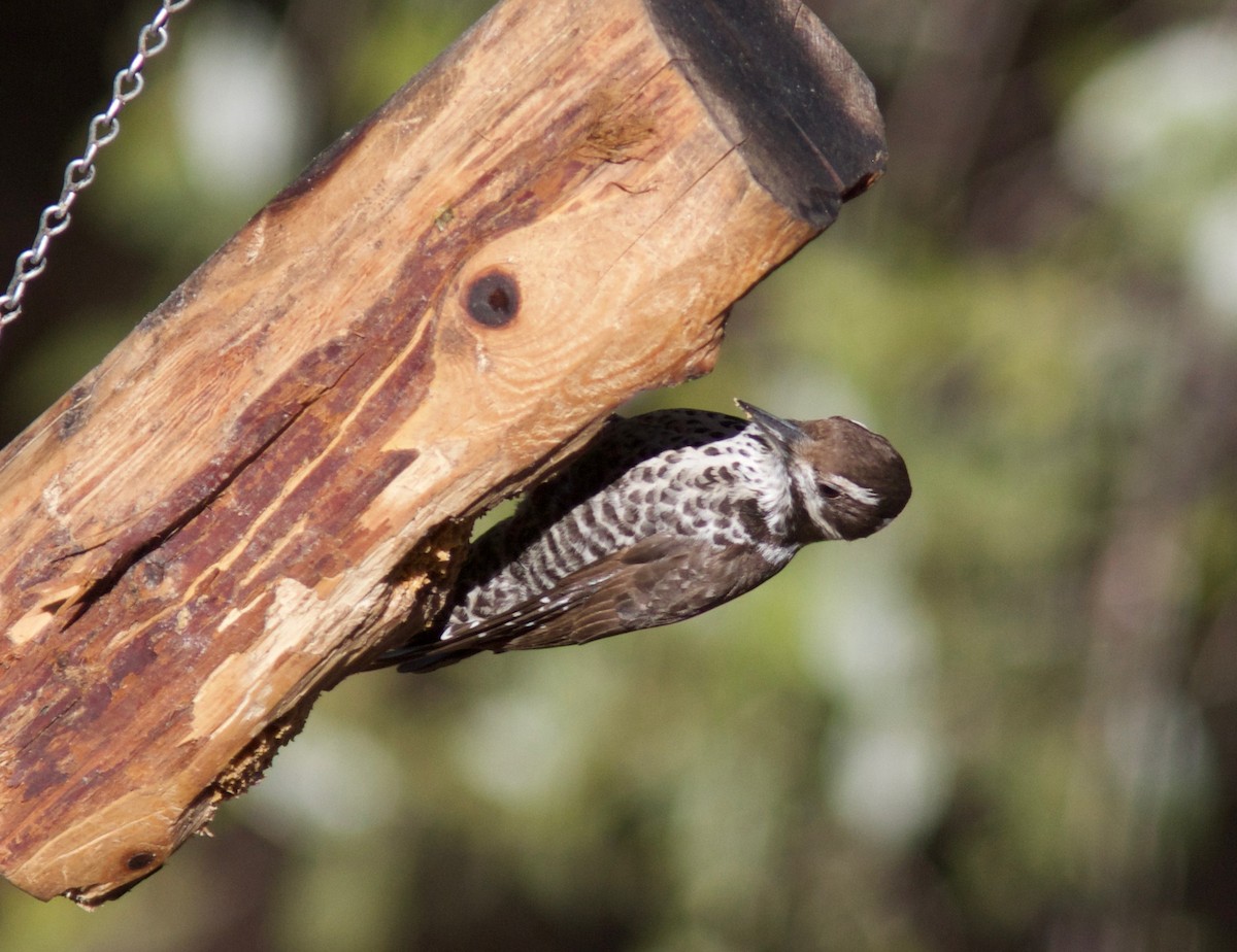 Arizona Woodpecker - Ken Havard