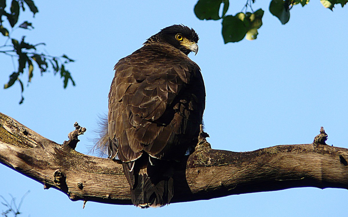 Crested Serpent-Eagle - ML204589191