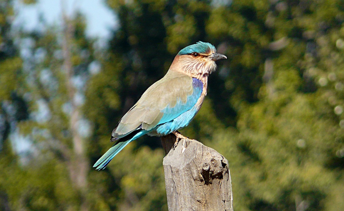 Indian Roller - Marco Valentini