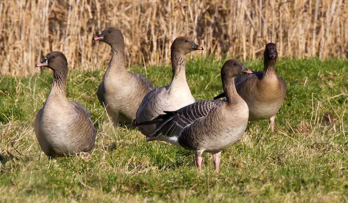 Pink-footed Goose - ML204589491