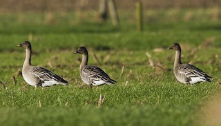 Tundra Bean-Goose, ML204589511