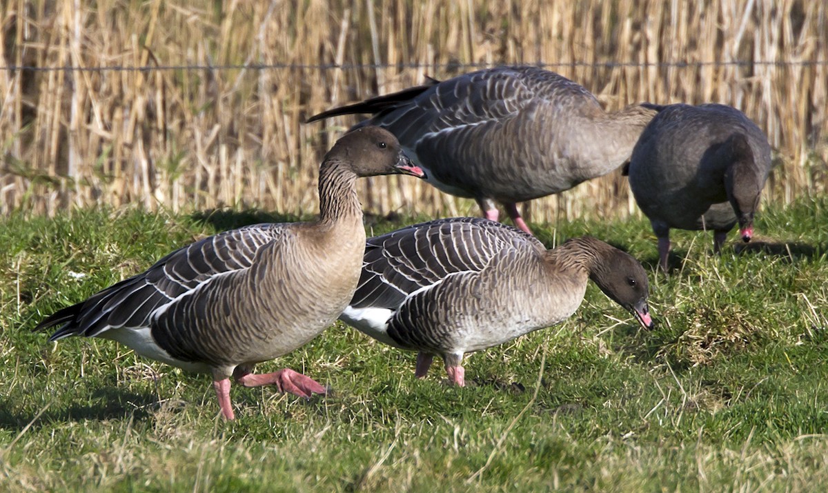 Pink-footed Goose - ML204589541
