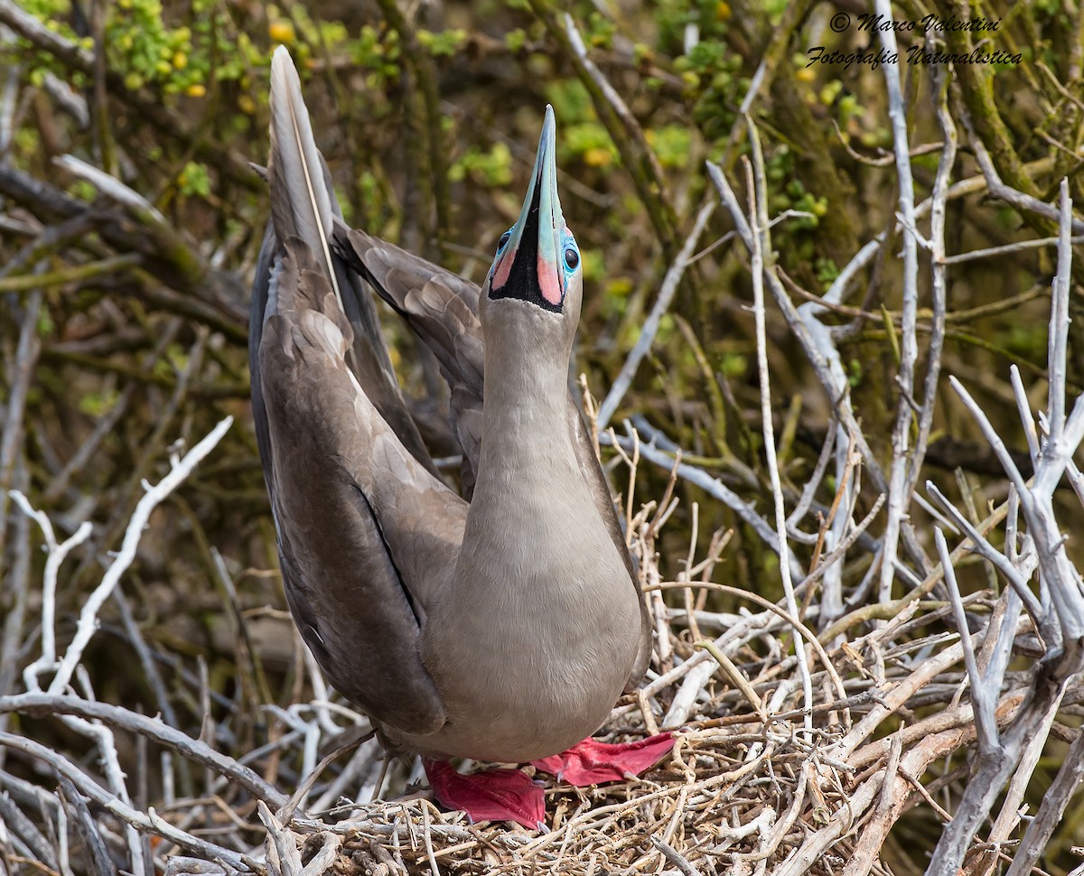 Red-footed Booby (Eastern Pacific) - Marco Valentini