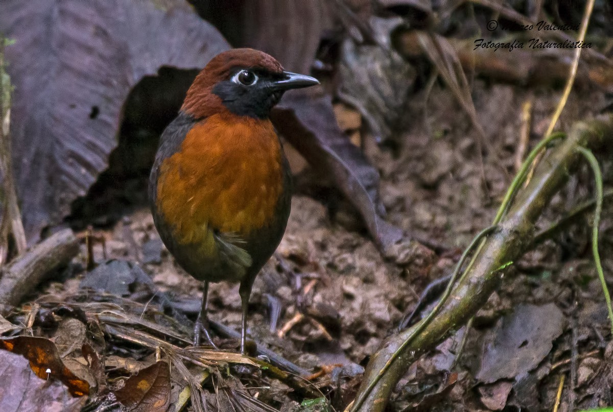 Rufous-breasted Antthrush - Marco Valentini