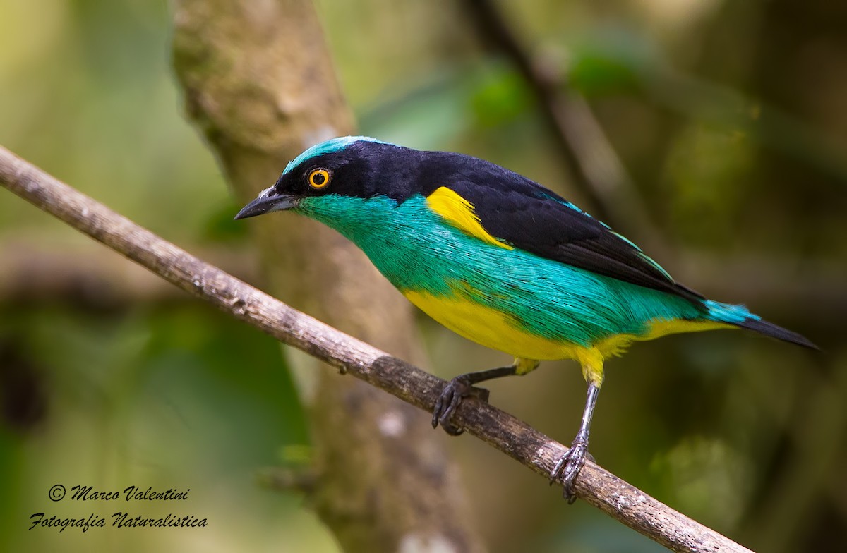 Black-faced Dacnis (Yellow-tufted) - ML204589991