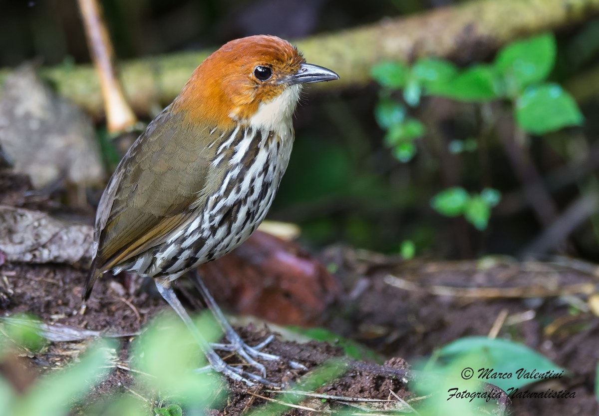 Chestnut-crowned Antpitta - Marco Valentini