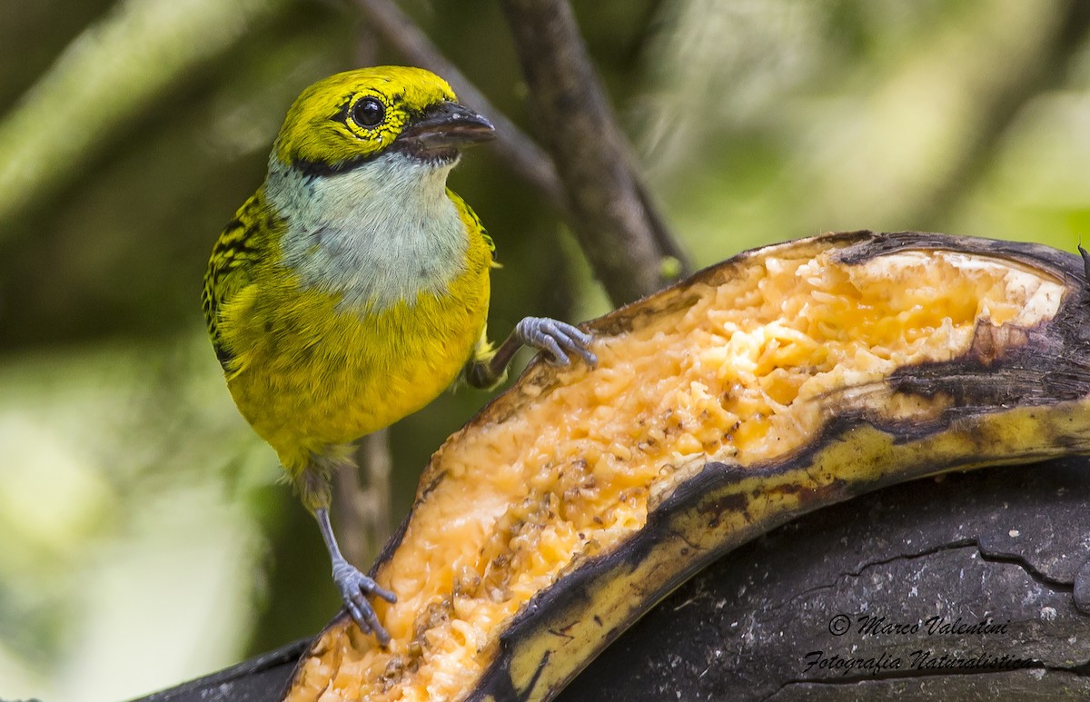 Silver-throated Tanager - Marco Valentini