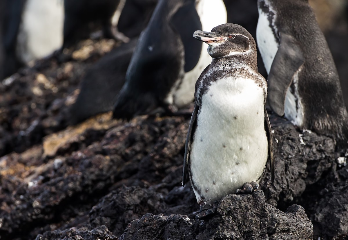 Galapagos Penguin - Marco Valentini