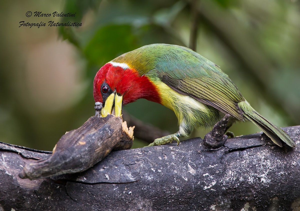 Red-headed Barbet - Marco Valentini