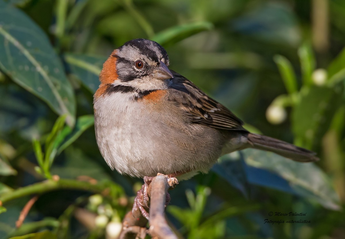 Rufous-collared Sparrow - ML204590251