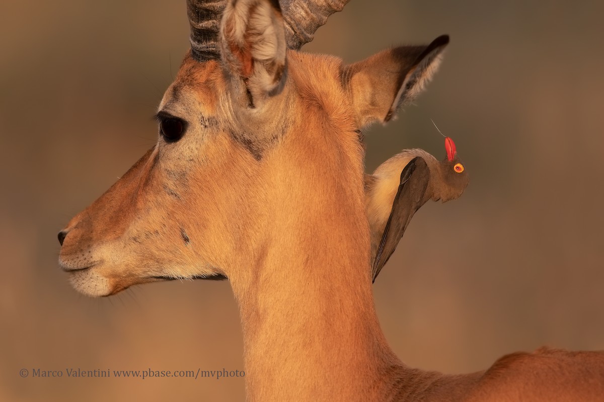 Red-billed Oxpecker - ML204590601