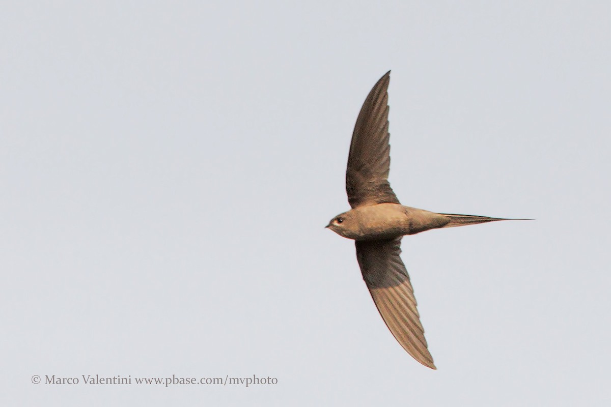 African Palm Swift - Marco Valentini