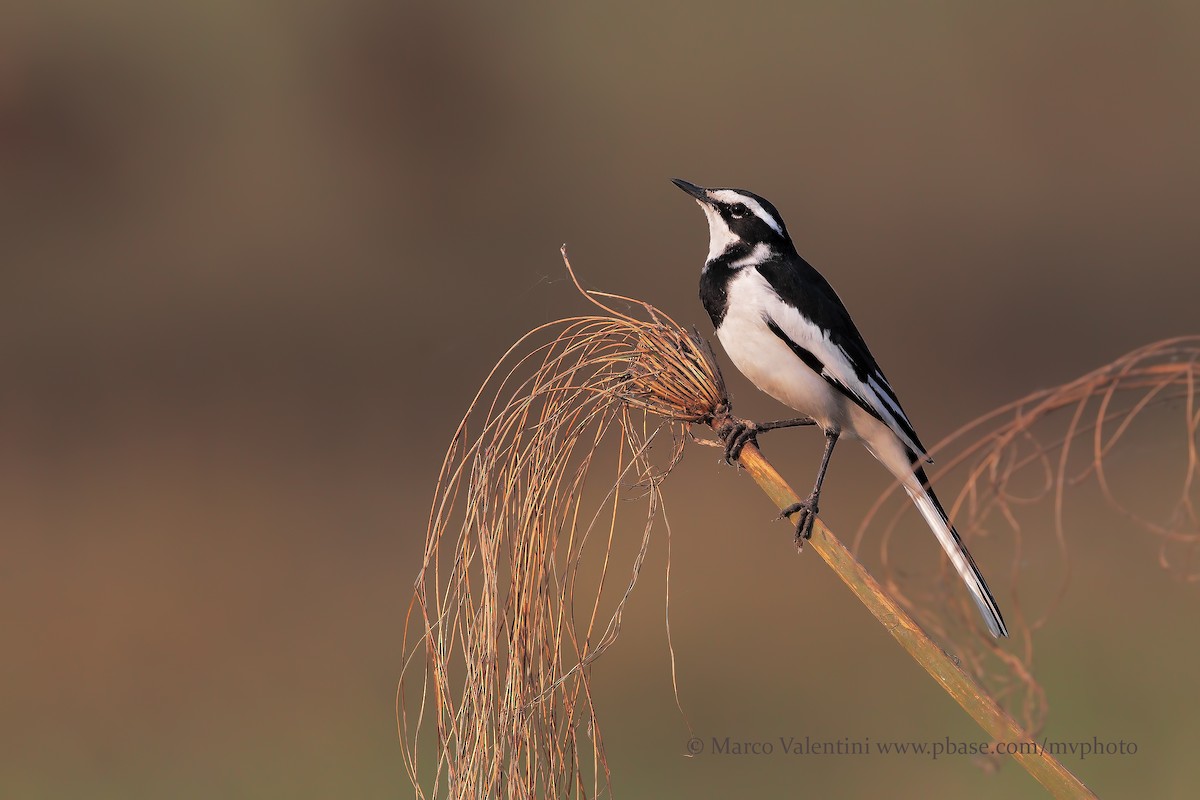African Pied Wagtail - ML204590791