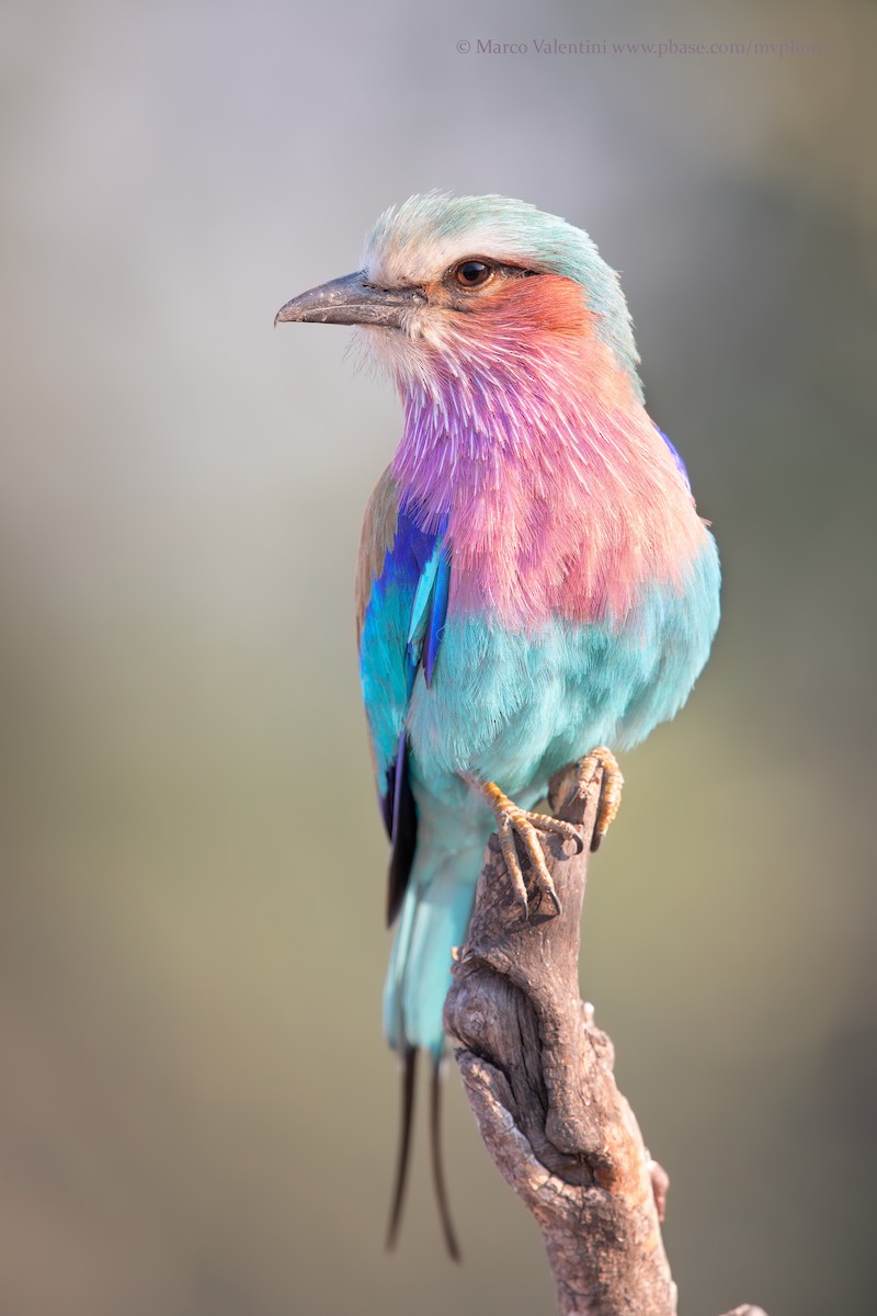Lilac-breasted Roller (Lilac-breasted) - Marco Valentini