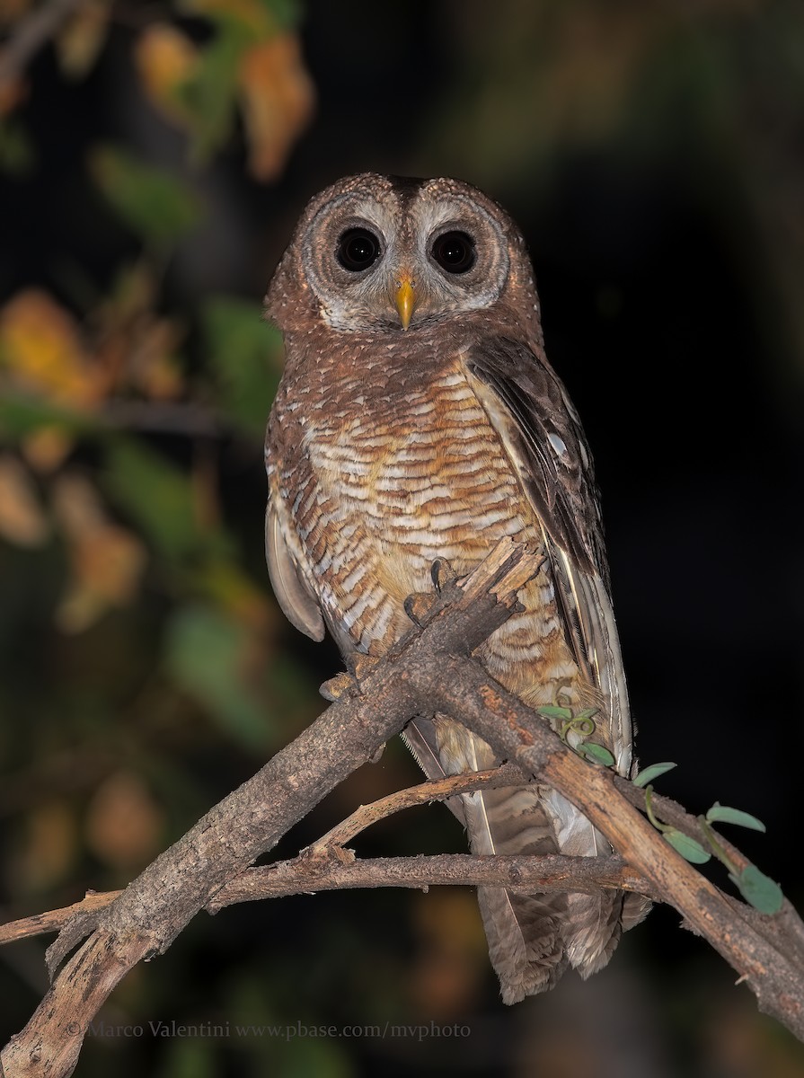 African Wood-Owl - ML204591041