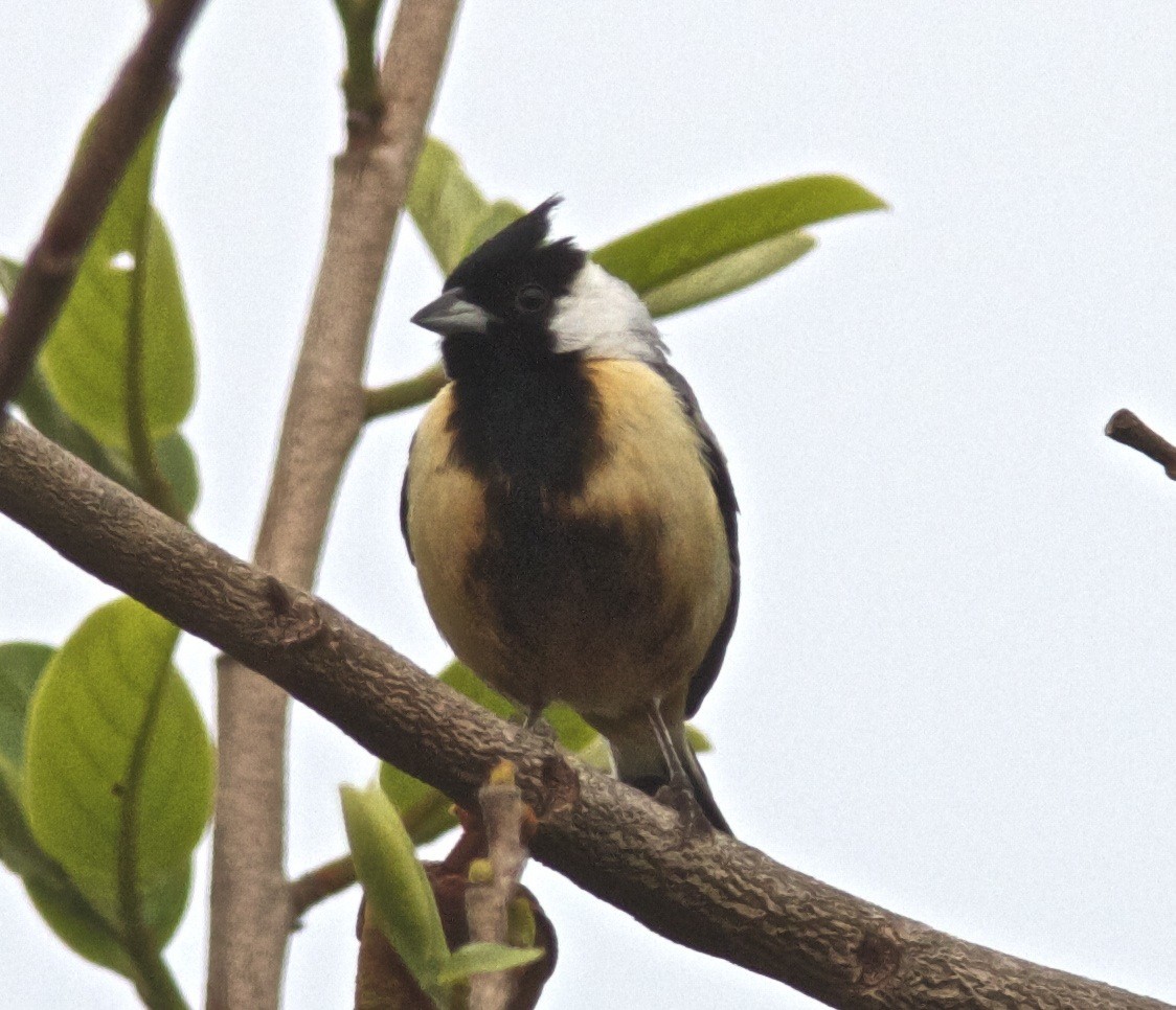Coal-crested Finch - ML204591271