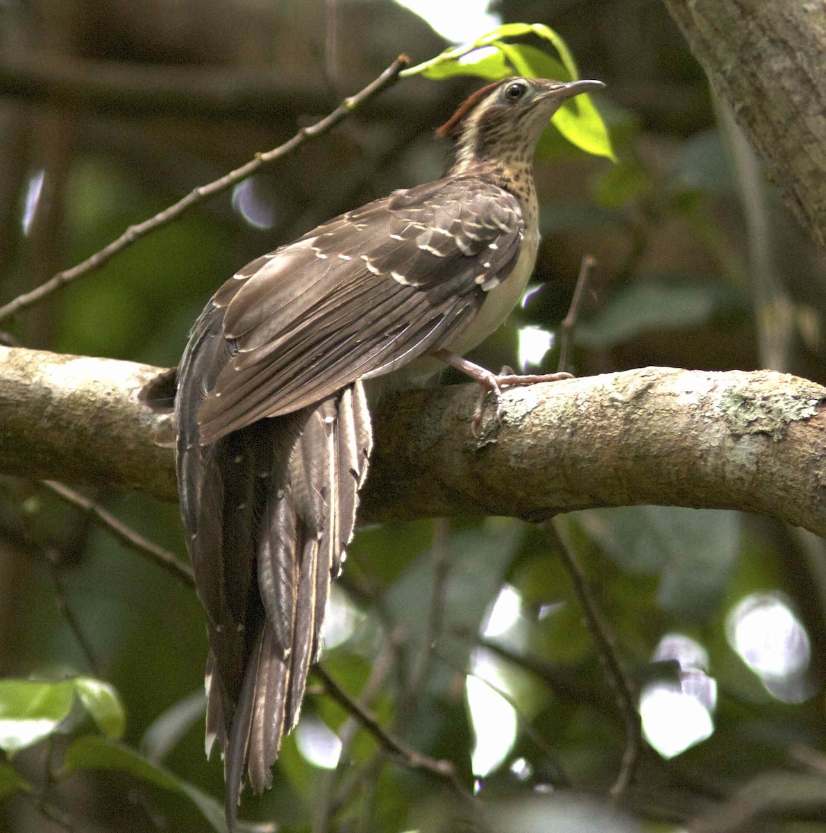 Pheasant Cuckoo - Ken Havard