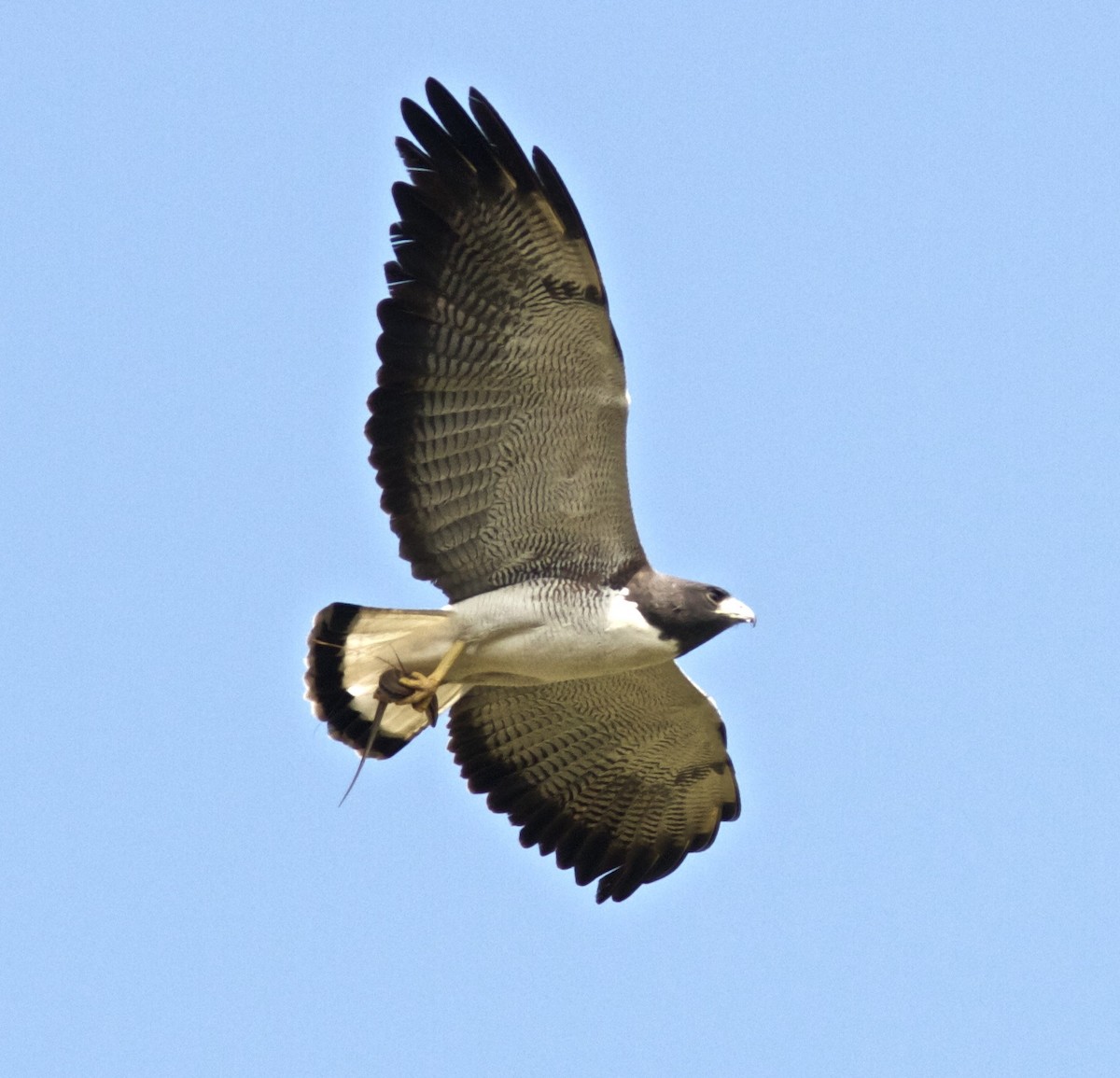 White-tailed Hawk - Ken Havard