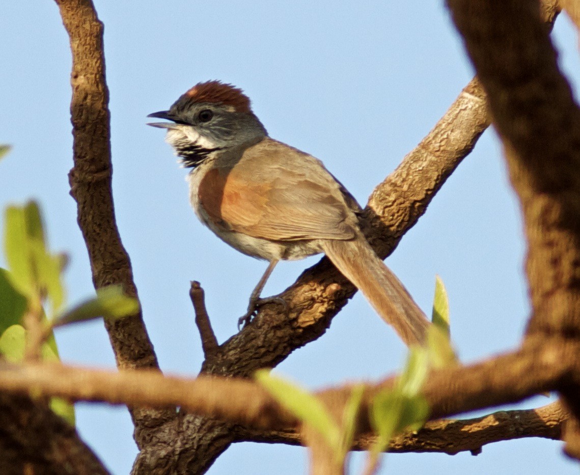 Pale-breasted Spinetail - ML204591461