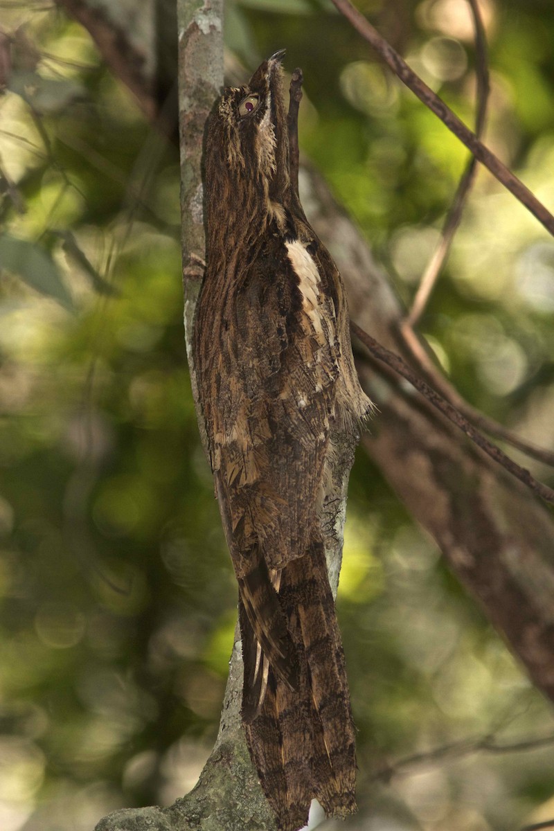 Long-tailed Potoo - Ken Havard