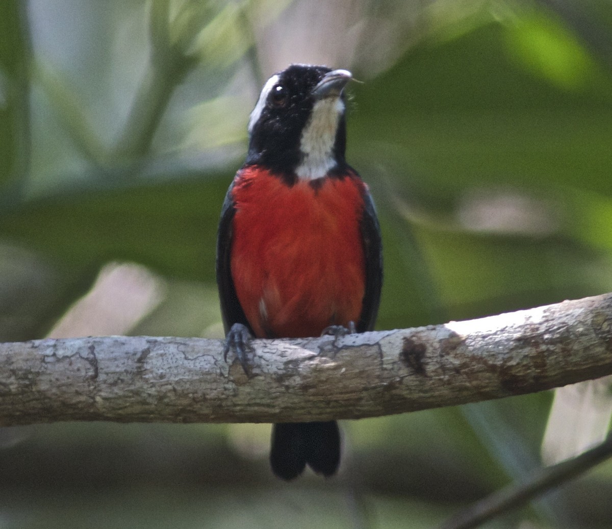 Rose-breasted Chat (Rose-breasted) - Ken Havard