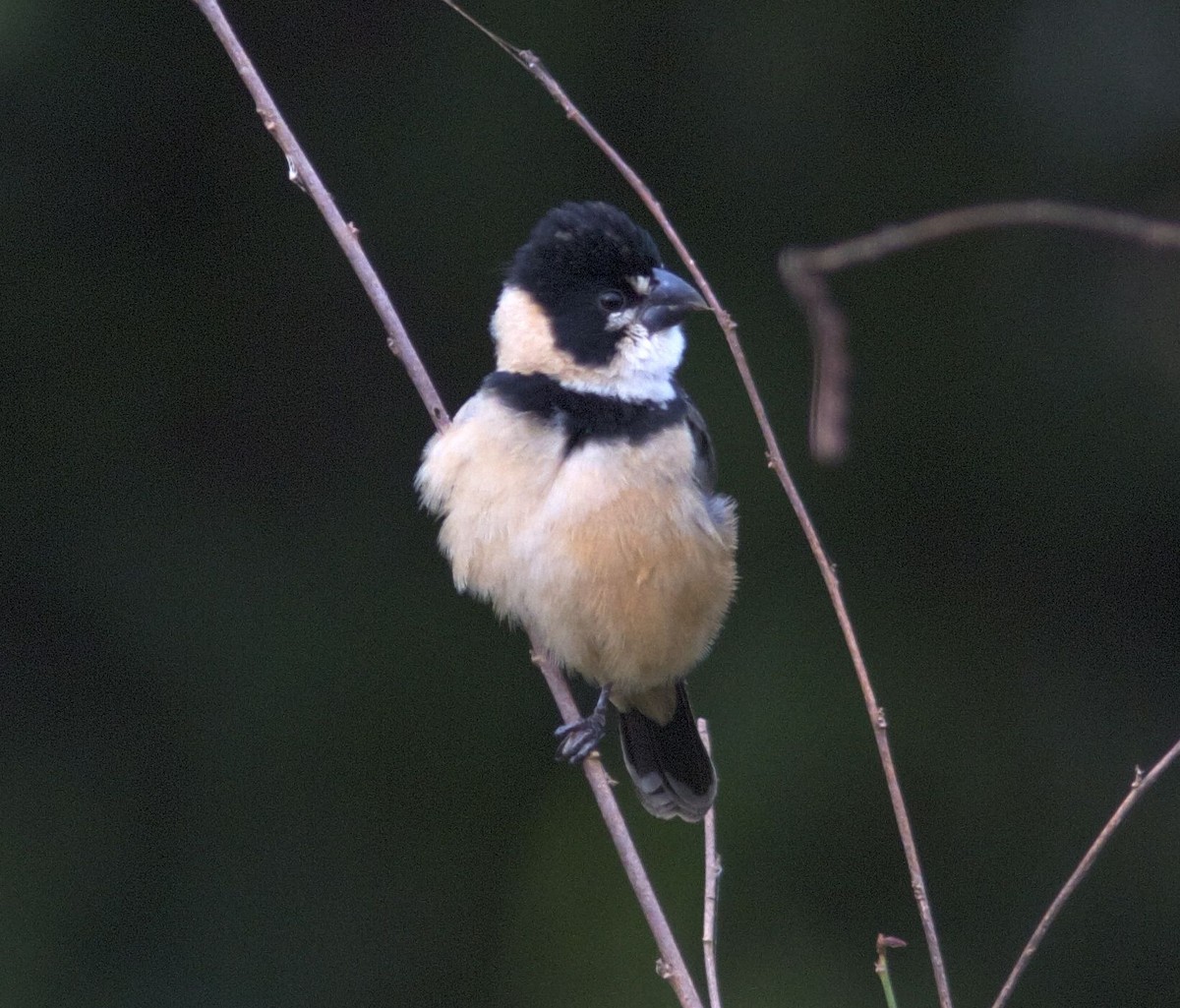Rusty-collared Seedeater - ML204591791