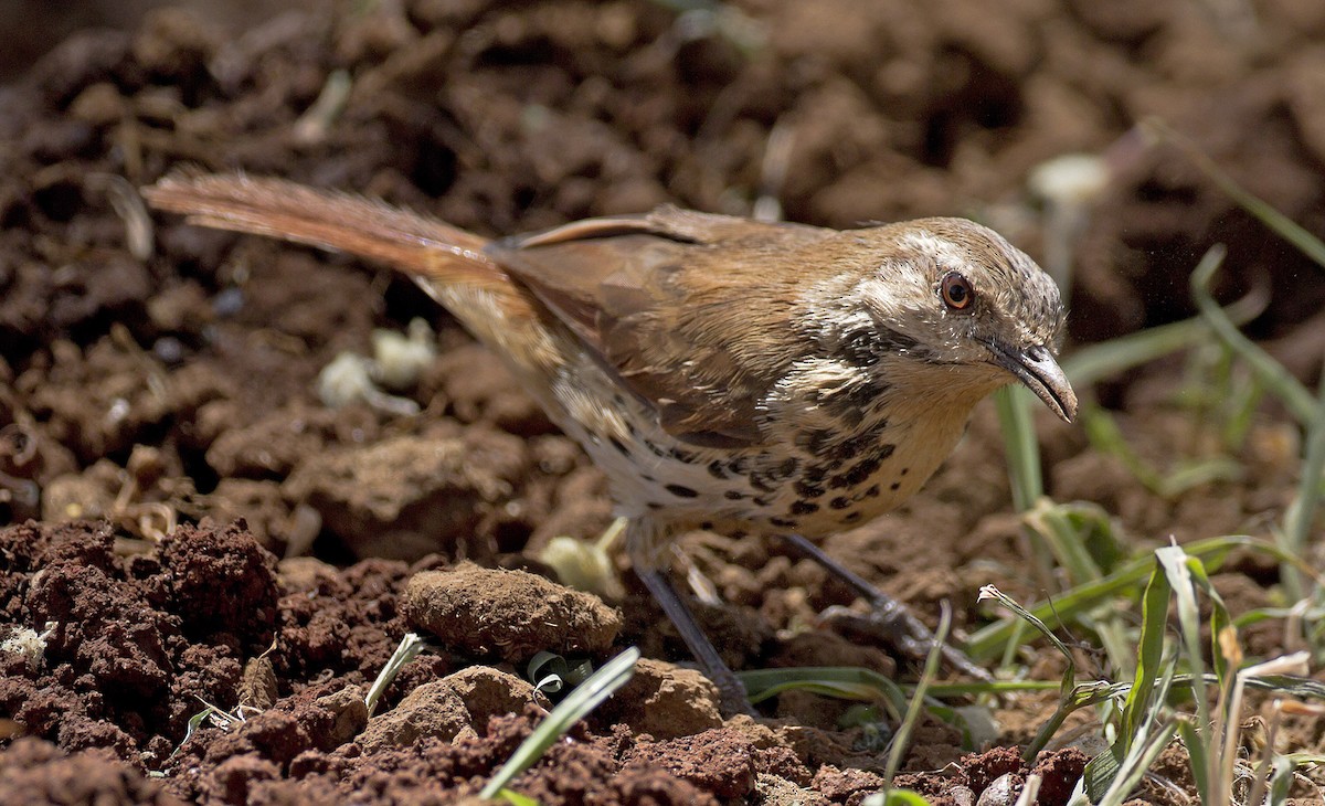 Spotted Morning-Thrush - Marco Valentini
