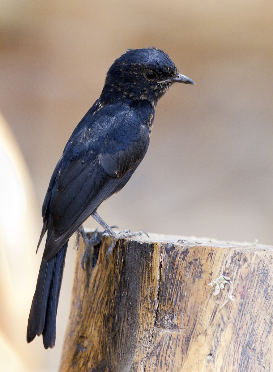 Fork-tailed Drongo - Marco Valentini