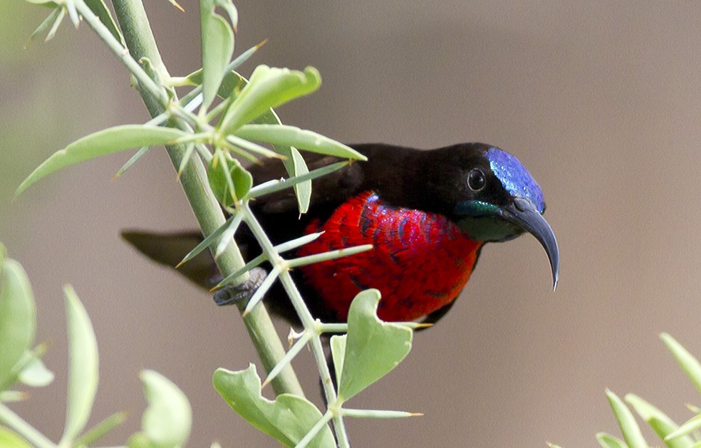Scarlet-chested Sunbird - Marco Valentini