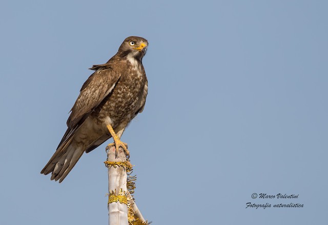 white eyed buzzard